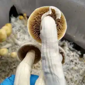 Golden Halo mushroom known for producing golden-yellow spores under microscopy