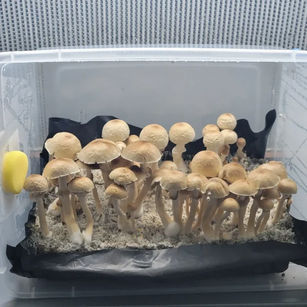 Golden Halo mushroom, a unique Psilocybe cubensis variety with light brown caps and strong mycelial strands