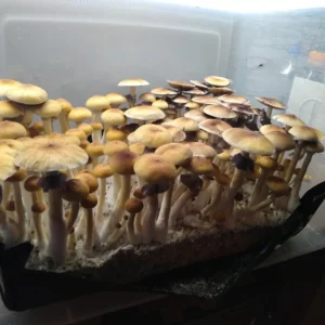 Golden Teacher cubensis, a widely recognized strain with timeless morphology and strong sporulation.