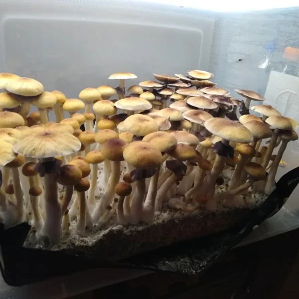 Golden Teacher cubensis, a widely recognized strain with timeless morphology and strong sporulation.