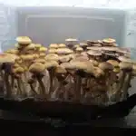 Golden Teacher Spore Print