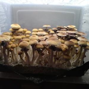 Close-up of Golden Teacher mushroom showing classic golden cap and uniform structure.