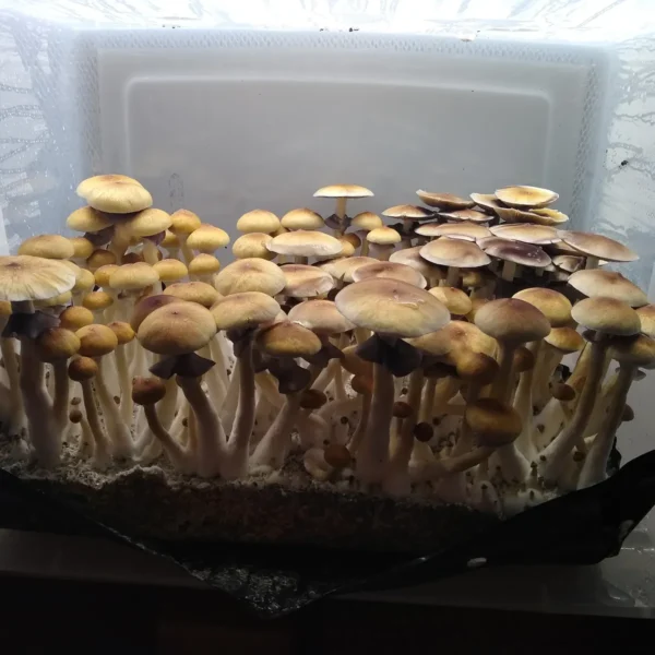 Close-up of Golden Teacher mushroom showing classic golden cap and uniform structure.