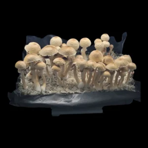 Golden Halo mushroom with light brown cap and unique golden-yellow spore print