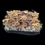 Golden Teacher Spore Syringe