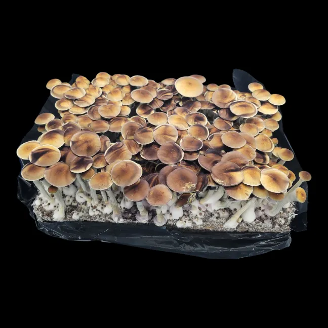 Golden Teacher Psilocybe cubensis with iconic golden-brown caps and sturdy pale stems.
