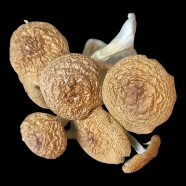 Golden Teacher suits in a bouquet showing off their perfect brown caps.