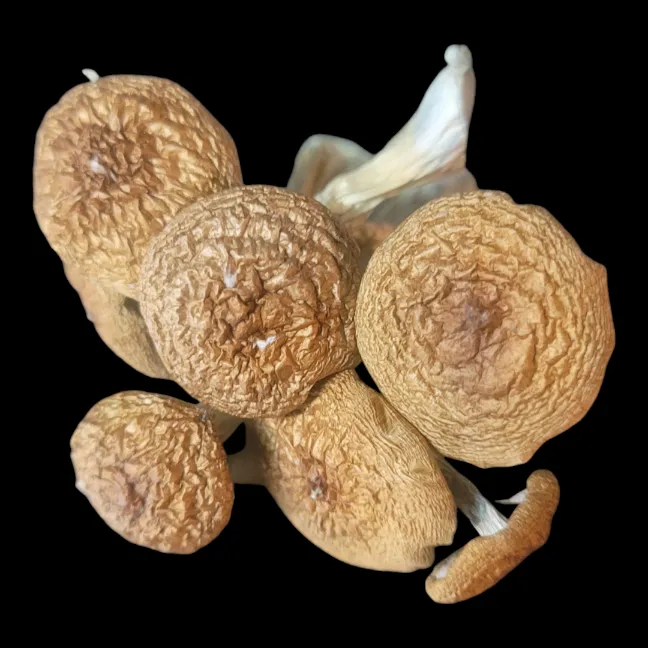 Golden Teacher suits in a bouquet showing off their perfect brown caps.