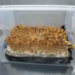 Goldilocks Isolated Spore Syringe