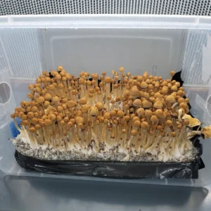 Yellow-capped, small Goldilocks Psilocybe cubensis fruiting bodies, Arkansas wild type.