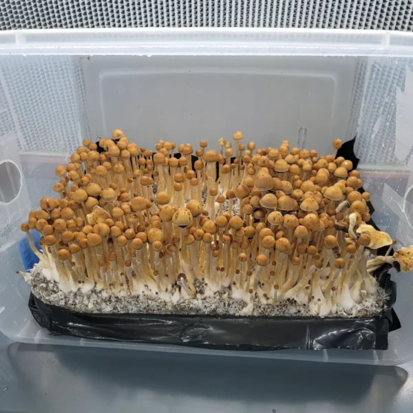 Yellow-capped, small Goldilocks Psilocybe cubensis fruiting bodies, Arkansas wild type.
