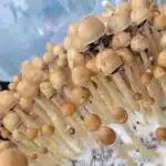 Goldilocks Spore Print