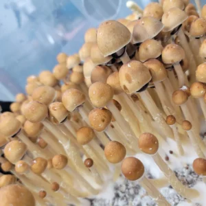 Light brown Goldilocks Psilocybe cubensis with spore deposit, distinctive hybrid look.