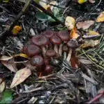 Gymnopilus Areuginosa Wild Spore Print