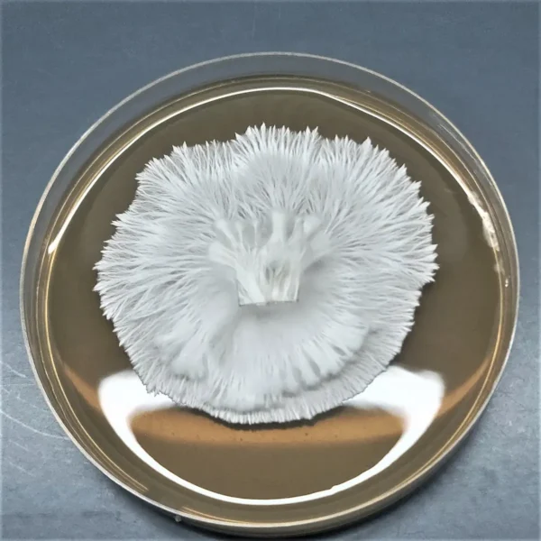 Hanoi mycelium being studied for microscopy purposes. With fine white feathered mycelium.