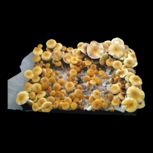 Hawaiian Psilocybe cubensis with classic brown cap and slender pale stem.