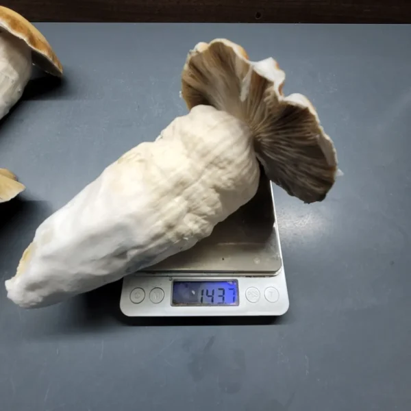 Hillbilly Psilocybe cubensis fruiting body on a digital scale, weighing over 100 grams for the 100 Gram Club.