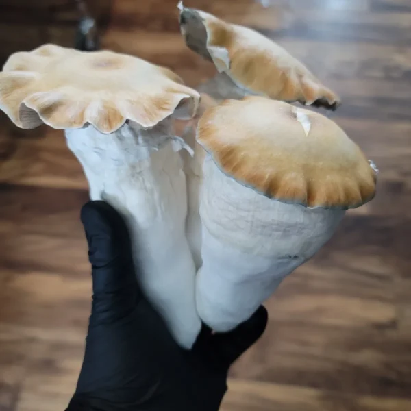 Close-up of massive Hillbilly cubensis mushroom, notable for its size and included in the 100 Gram Club swabs.