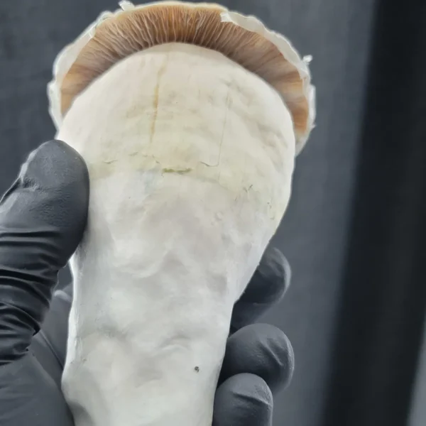 Giant Hillbilly Psilocybe cubensis fruiting body preserved through spore swabs for the 100 Gram Club collection.