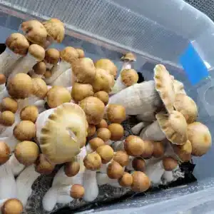 Massive Hillbilly cubensis mushroom with thick stem and broad cap, collected for special 100 Gram Club spore swabs.