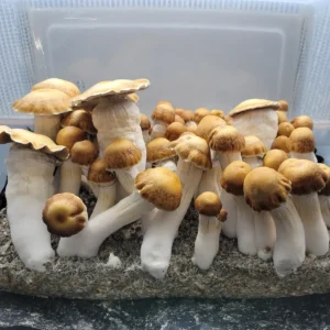 Oversized Hillbilly Psilocybe cubensis fruiting body exceeding 100 grams, featured in the 100 Gram Club swab series.