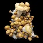 Hillbilly Pumpkin - Spore Swab