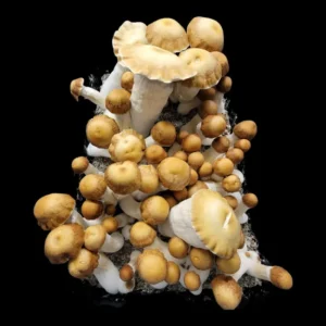 Close-up of Hillbilly Pumpkin cubensis mushroom showing bright cap coloration and thick form.