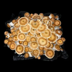 Cluster of Hillbilly Pumpkin cubensis fruiting bodies, distinctive for their rounded pumpkin-shaped caps.
