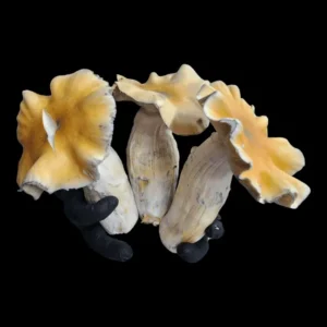 Hillbilly Pumpkin Psilocybe cubensis with round, pumpkin-like caps and sturdy stems.