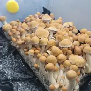 Cluster of Hillbilly Pumpkin mushrooms, distinctive variety with heavy, pumpkin-like fruiting bodies.