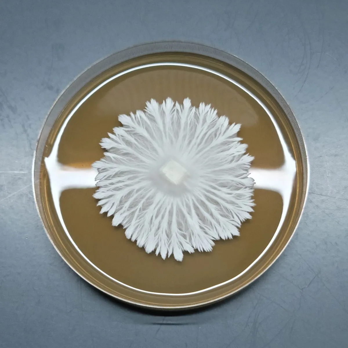 Hillbilly mycelium growing perfectly on a Petri dish.
