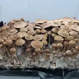 Honduras-1 Cluster of Honduras Psilocybe cubensis fruiting bodies, wild strain notable for dark cap tones.