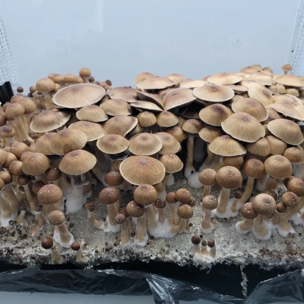 Cluster of Honduras Psilocybe cubensis fruiting bodies, wild strain notable for dark cap tones.