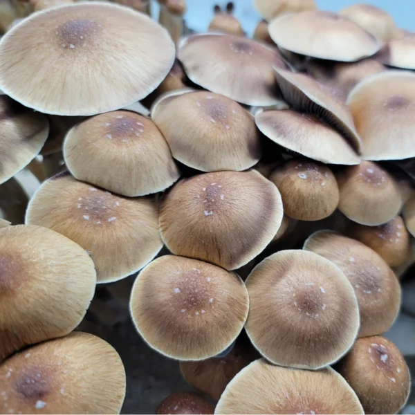 Close-up of Honduras cubensis mushroom, deep cap coloration with classic wild morphology.