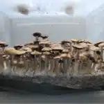 Honduras Spore Print