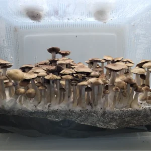 Honduras Psilocybe cubensis with very dark brown caps and sturdy pale stems.