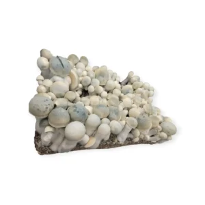 Iceberg-1 White background editied photo of a Full tub flush of Iceberg mushrooms, white mushrooms with slightly blue caps.