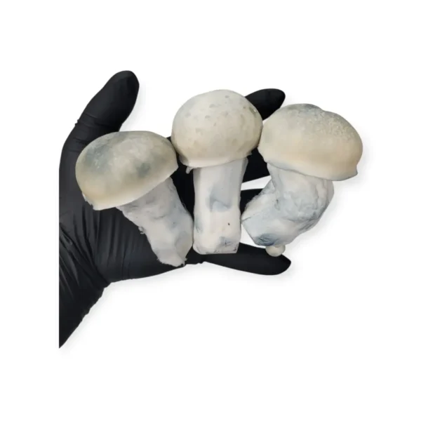 White background edited photo of iceberg mushrooms in the hand of the harvester.
