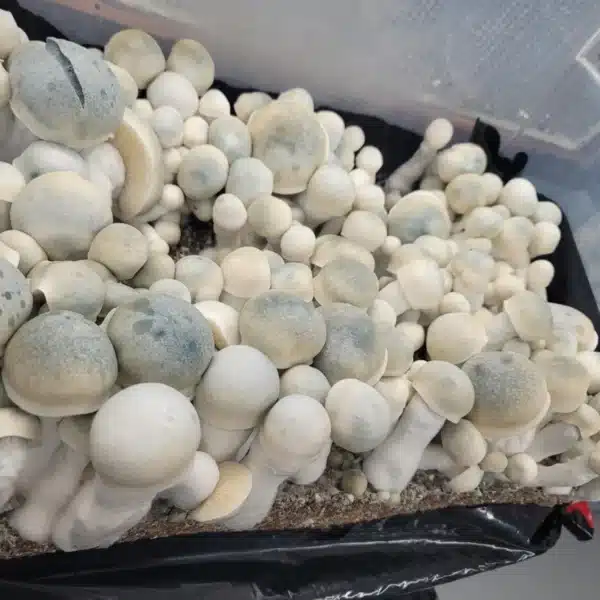 Full tub flush of Iceberg mushrooms showing off its growth.