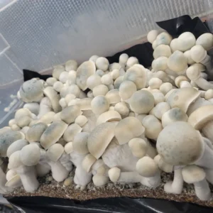 Full tub flush of Iceberg mushrooms, white mushrooms with slightly blue caps.
