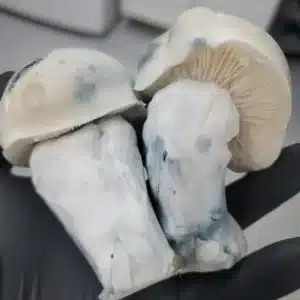 Up close look at the Iceberg mushroom being showed off in the hand of the harvester.