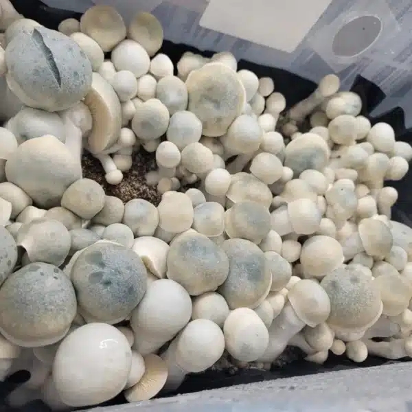 Full tub flush of Iceberg mushrooms showing off its growth.