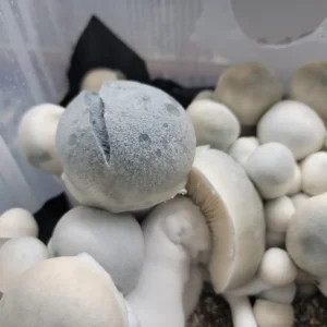 Up close look at the Iceberg mushroom with a stained blue cap that has a natural split line down its center.