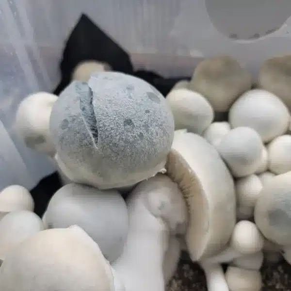 Up close look at the Iceberg mushroom with a stained blue cap that has a natural split line down its center.