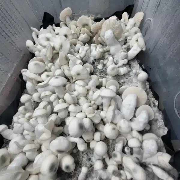 Perfect flushes of Jack Frost mushrooms emerging from two bags, set against a blue-colored surface.