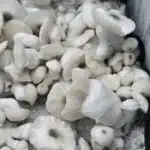 Jack Frost - Spore Swab