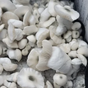 Freshly fruiting Jack Frost mushrooms in cultivation bags, with a vibrant blue backdrop highlighting their growth.