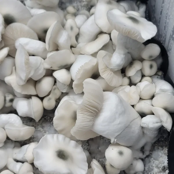 Freshly fruiting Jack Frost mushrooms in cultivation bags, with a vibrant blue backdrop highlighting their growth.