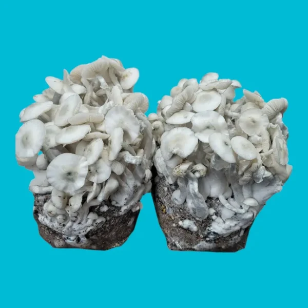 Jack Frost mushrooms fruiting in a bags. Two bags with perfect flushes of mushrooms with a blue background.