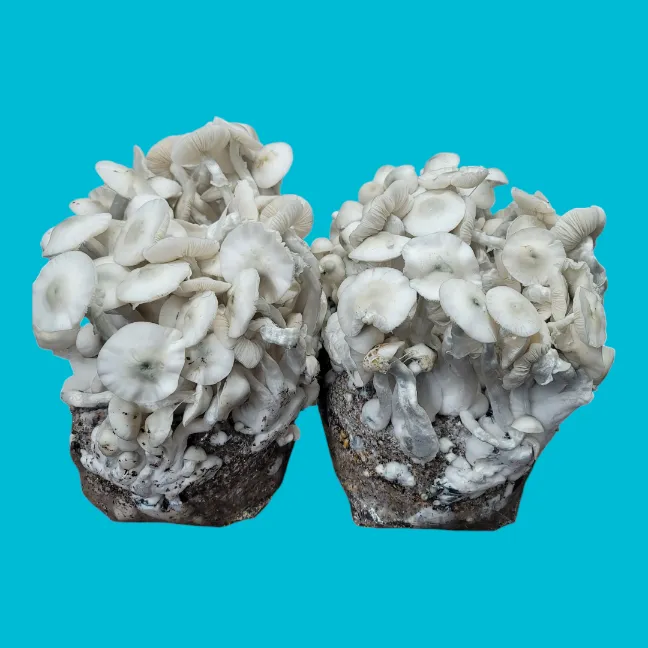 Jack Frost mushrooms fruiting in a bags. Two bags with perfect flushes of mushrooms with a blue background.